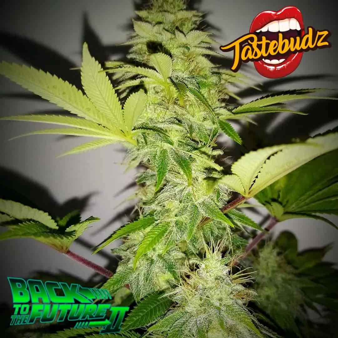 TASTEBUDZ - BACK TO THE FUTURE #2 STRAIN - FEM PHOTO