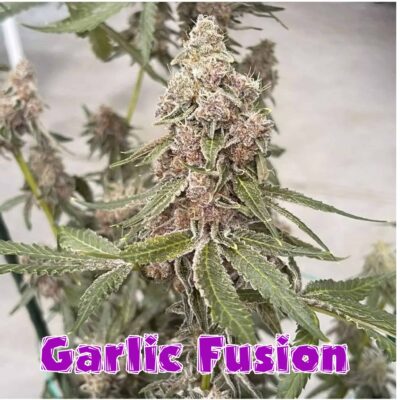 IN HOUSE GENETICS - GARLIC FUSION STRAIN - FEM PHOTO - GOLD PACK