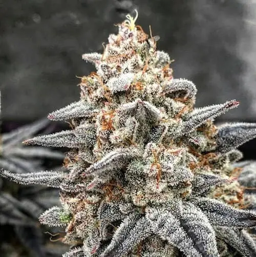 White Wedding RBX | Ethos Genetics | FEM Photoperiod Seeds