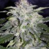 MEPHISTO GENETICS - 24 CARAT STRAIN - AUTO FEM - 3 PACK - Image 2