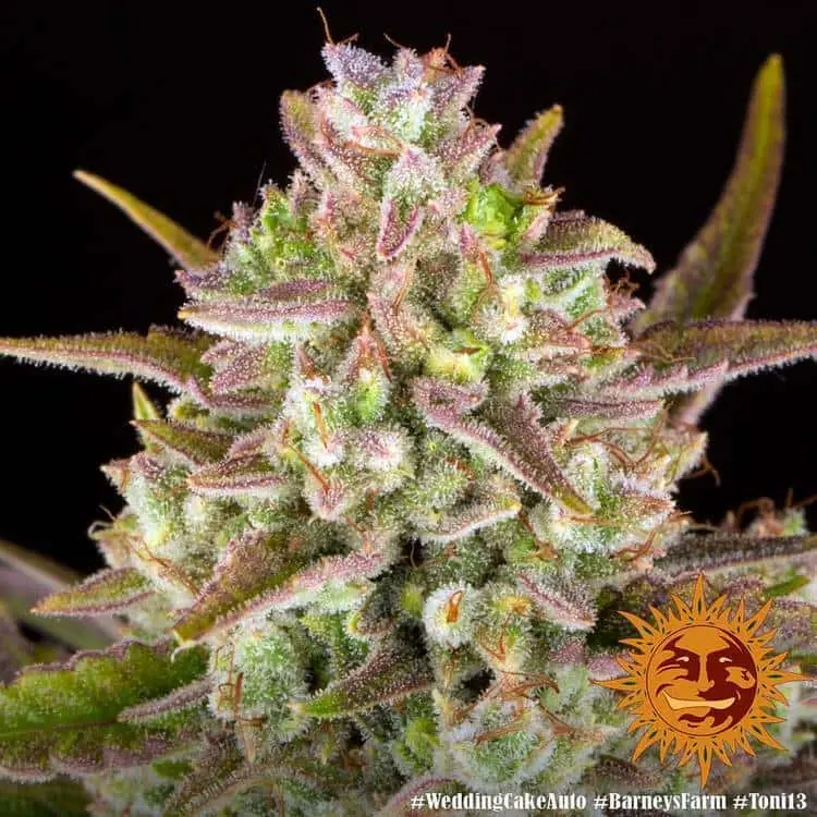 Wedding Cake Auto