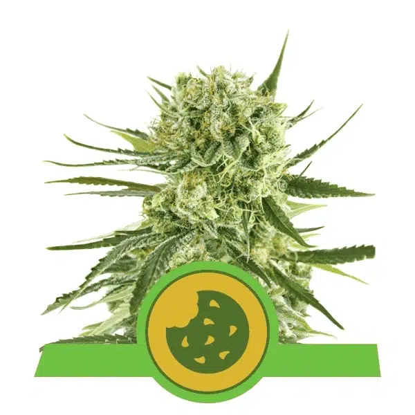 ROYAL QUEEN SEEDS - ROYAL COOKIES AUTOMATIC STRAIN