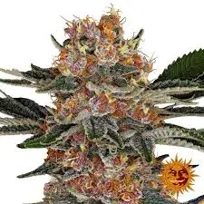 Purple Punch | Barney's Farm | FEM Photoperiod Seeds
