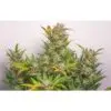 9f8225 Mv2