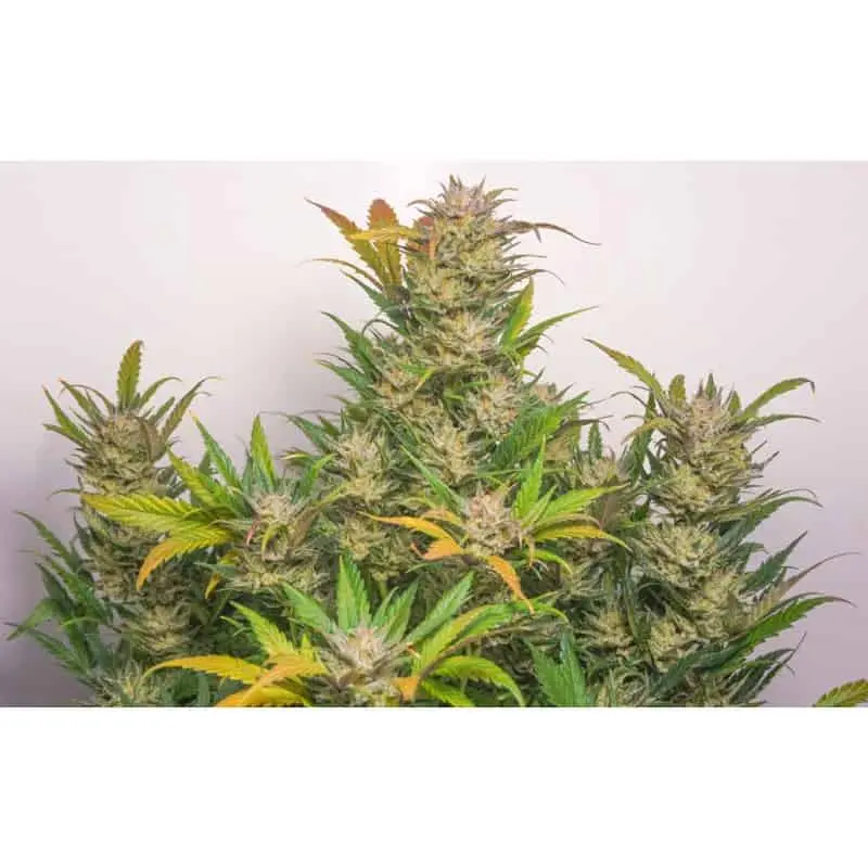 Mokum’s Tulip Auto