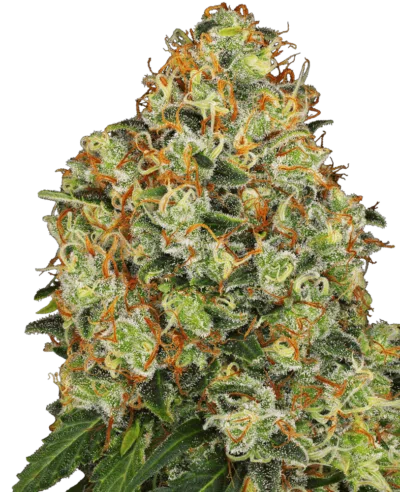 Image of a cannabis plant