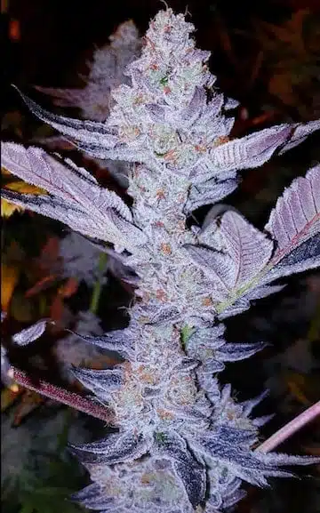 GMO Zkittlez F1 | Ethos Genetics | REG Photoperiod Seeds