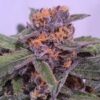 SOFEM GENETICS - SCREAMBERRIES STRAIN - FEM PHOTO - 3 PACK - Image 2