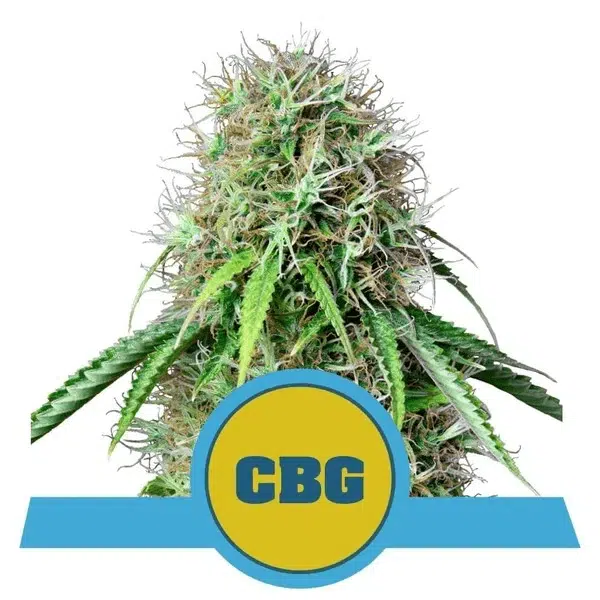 ROYAL QUEEN SEEDS - ROYAL CBG AUTOMATIC STRAIN - AUTO FEM