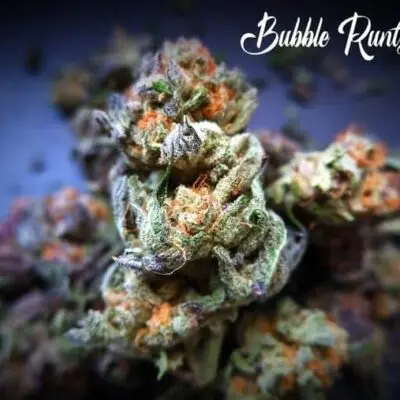 TASTEBUDZ SEEDS – BUBBLE RUNTZ STRAIN – FEM PHOTO
