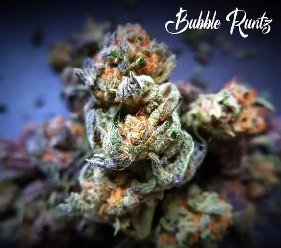 TASTEBUDZ SEEDS – BUBBLE RUNTZ STRAIN – FEM PHOTO