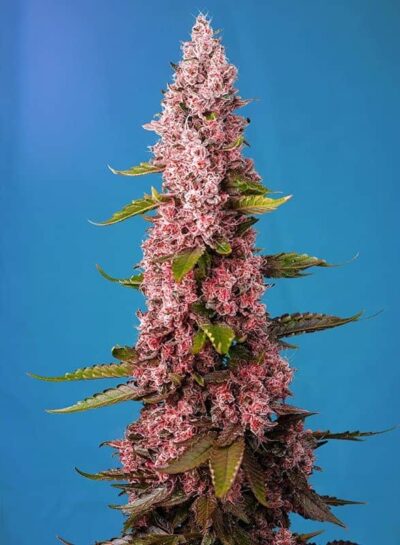SWEET SEEDS - RED HOT COOKIES STRAIN - FEM PHOTO