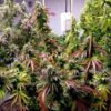 JINXPROOF GENETICS - WATERMELON HUSTLE STRAIN - REG PHOTO - 12 PACK - Image 4