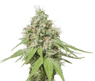 SEED STOCKERS - AK420 STRAIN - FEM PHOTO