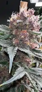 MOSCA SEEDS - SHAKE N BAKE STRAIN - FEM PHOTO - 6 PACK