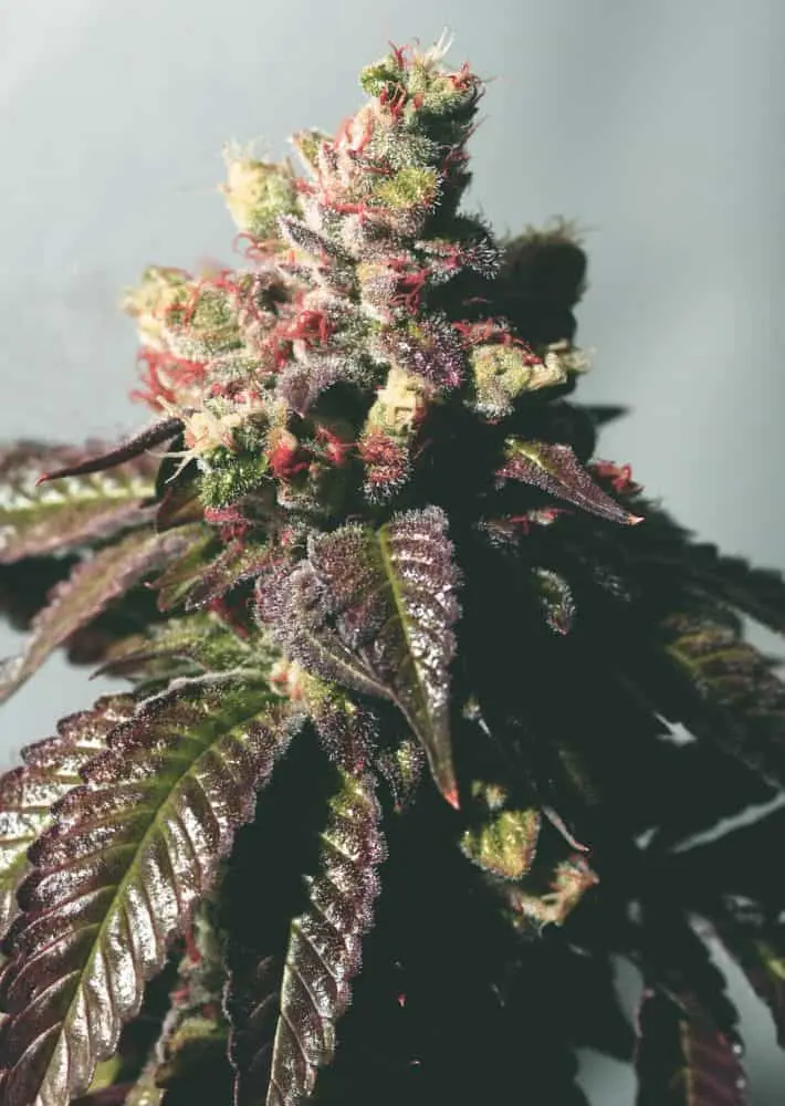 Passion Berry (Gold Collection) | Cali Connection | FEM Photoperiod Seeds