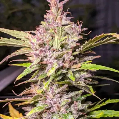 TWENTY20 MENDOCINO - WHISKEY ZULU STRAIN - AUTO FEM