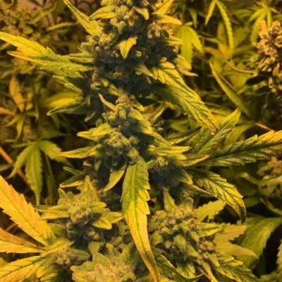 SOFEM GENETICS - GRANDMA'S GLUE STRAIN - FEM PHOTO - 3 PACK