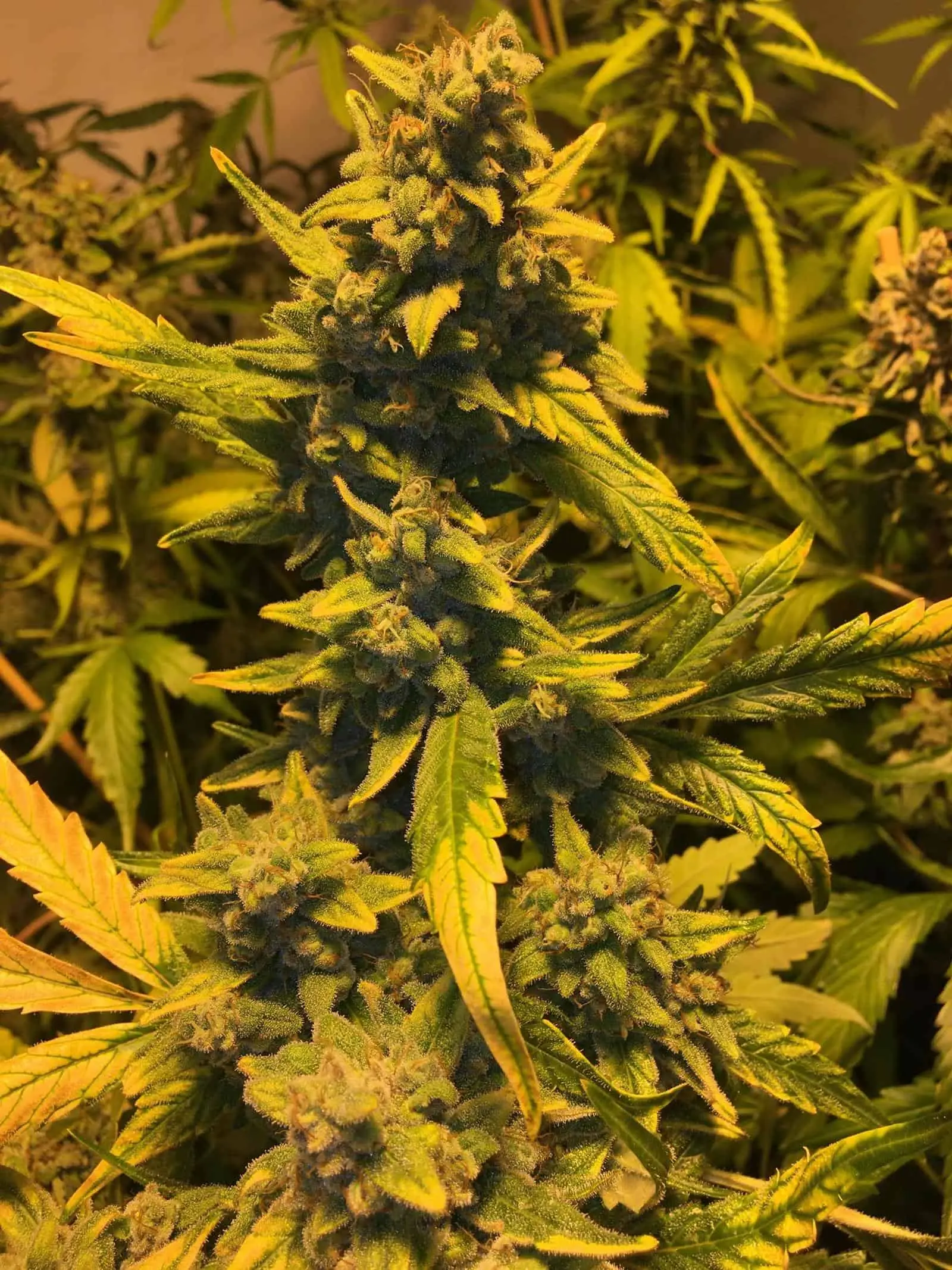 SOFEM GENETICS - HOT GLUE STRAIN - FEM PHOTO - 3 PACK