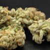 TWENTY20 MENDOCINO - PRE 98 BUBBA S1 STRAIN - FEM PHOTO - Image 5