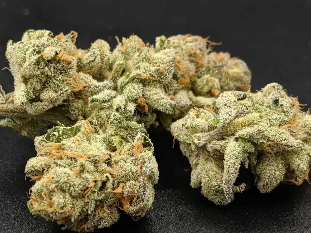 TWENTY20 MENDOCINO – PRE 98 BUBBA S1 STRAIN – FEM PHOTO