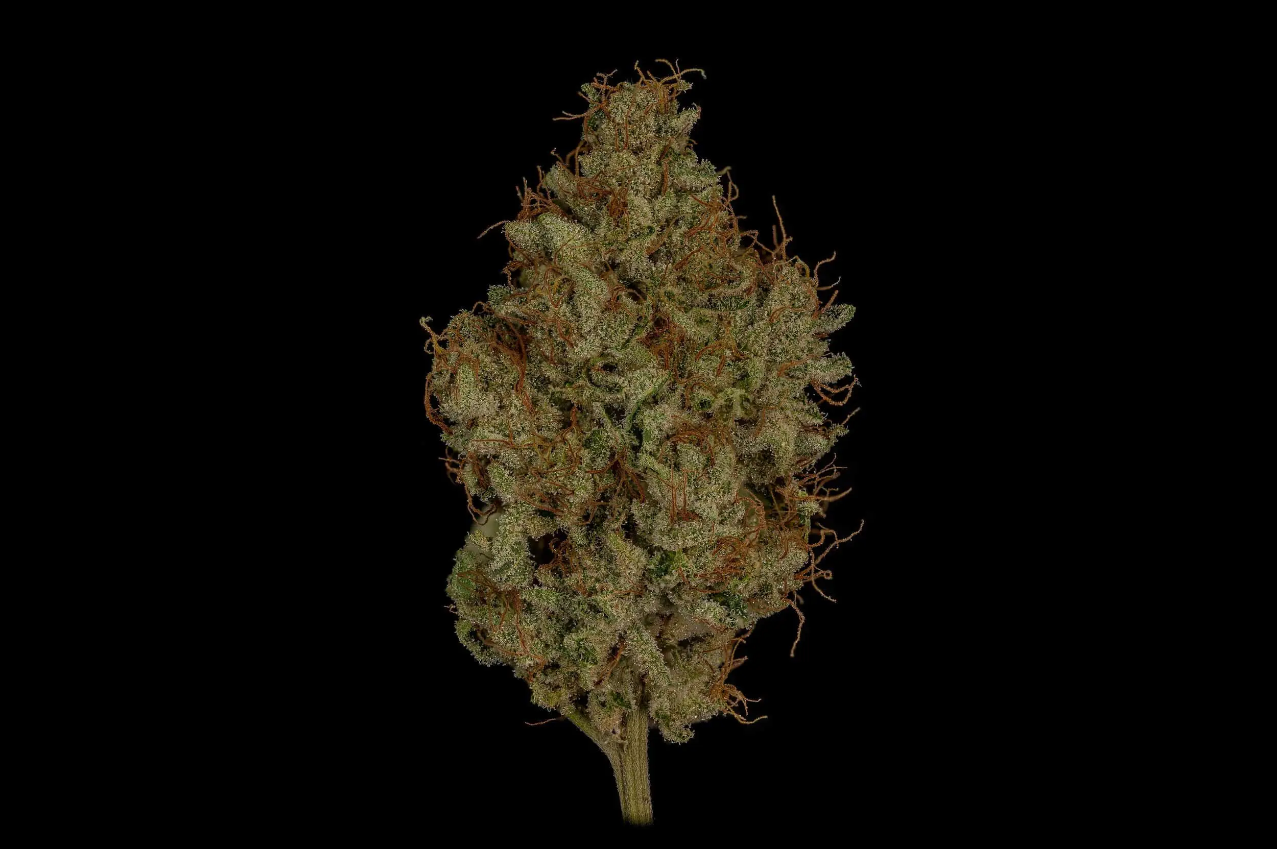 TWENTY20 MENDOCINO - MUCHACHA (FORMERLY GLUE SNIFFER) STRAIN - FEM PHOTO