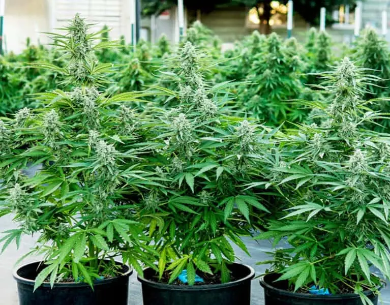 ROYAL QUEEN SEEDS – TITAN F1 STRAIN – AUTO FEM