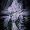 SIN CITY SEEDS - DOUBLE MINT KUSH STRAIN - FEM PHOTO -7 PACK - Image 3