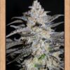 MEPHISTO GENETICS - LUKE'S WOOKIE(SW/3BOG) BUNDLE - Image 2