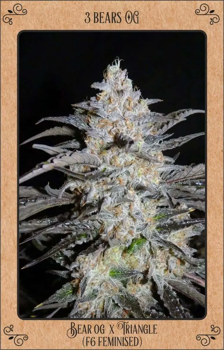 3 Bears OG Auto | Mephisto Genetics | FEM Autoflower Seeds