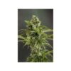 DUTCH PASSION - EUFORIA - AUTO FEM - Image 3