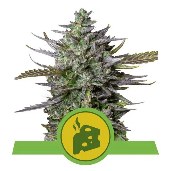 ROYAL QUEEN SEEDS - BLUE CHEESE AUTOMATIC STRAIN - AUTO FEM