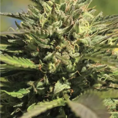 OG Kush | Humboldt Seed Co | FEM Photoperiod Seeds