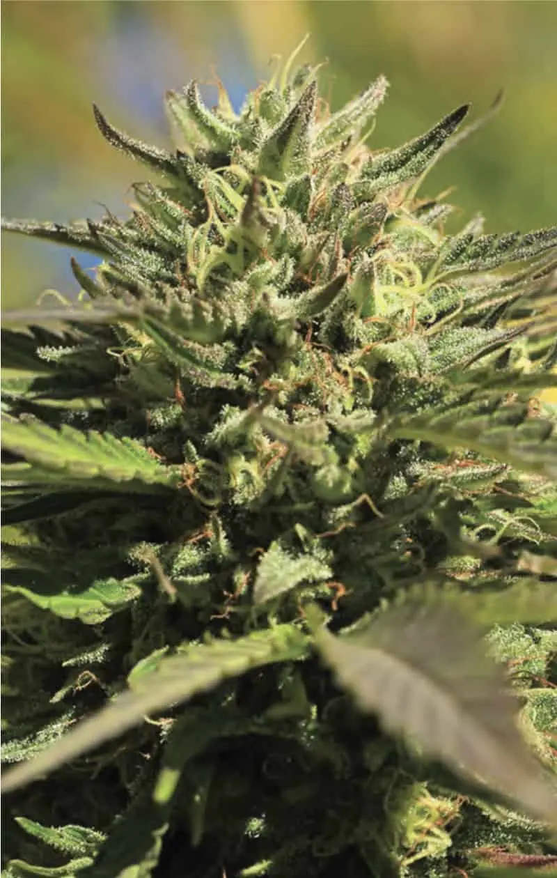 OG Kush | Humboldt Seed Co | FEM Photoperiod Seeds