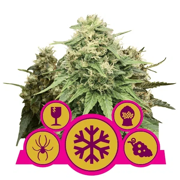 ROYAL QUEEN SEEDS - FEMINIZED MIX STRAIN - FEM PHOTO
