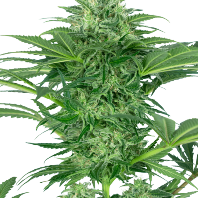 Image of a cannabis plant