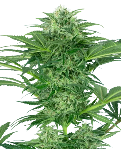 Image of a cannabis plant