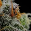 HUMBOLDT SEED CO - VANILLA CREME PIE STRAIN - FEM PHOTO - Image 2