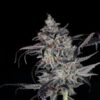 TWENTY20 MENDOCINO - CALI COUTURE STRAIN - FEM PHOTO - Image 2