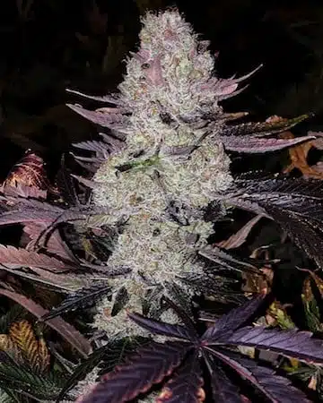 Grape Diamonds R2 | Ethos Genetics | FEM Photoperiod Seeds