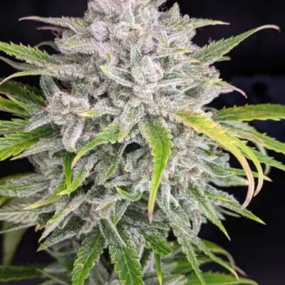 TWENTY20 MENDOCINO - TRIKS STRAIN - AUTO FEM