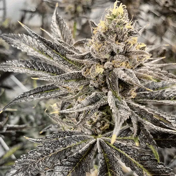 SOLFIRE GARDENS - GREAM STRAIN - FEM PHOTO