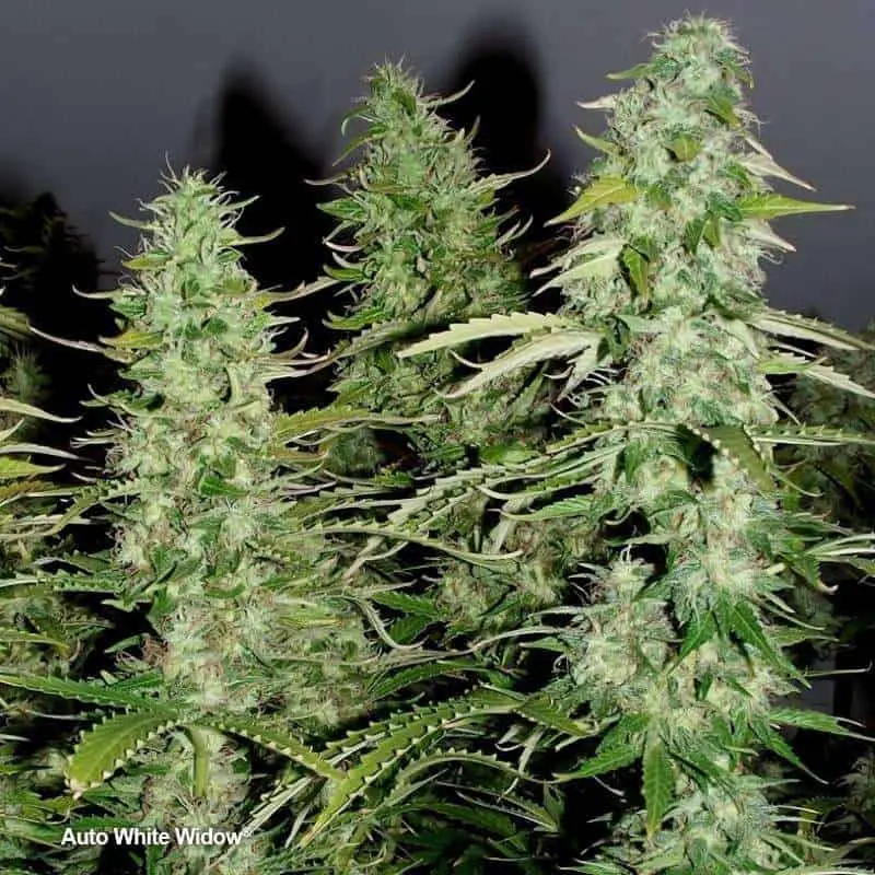 White Widow Auto