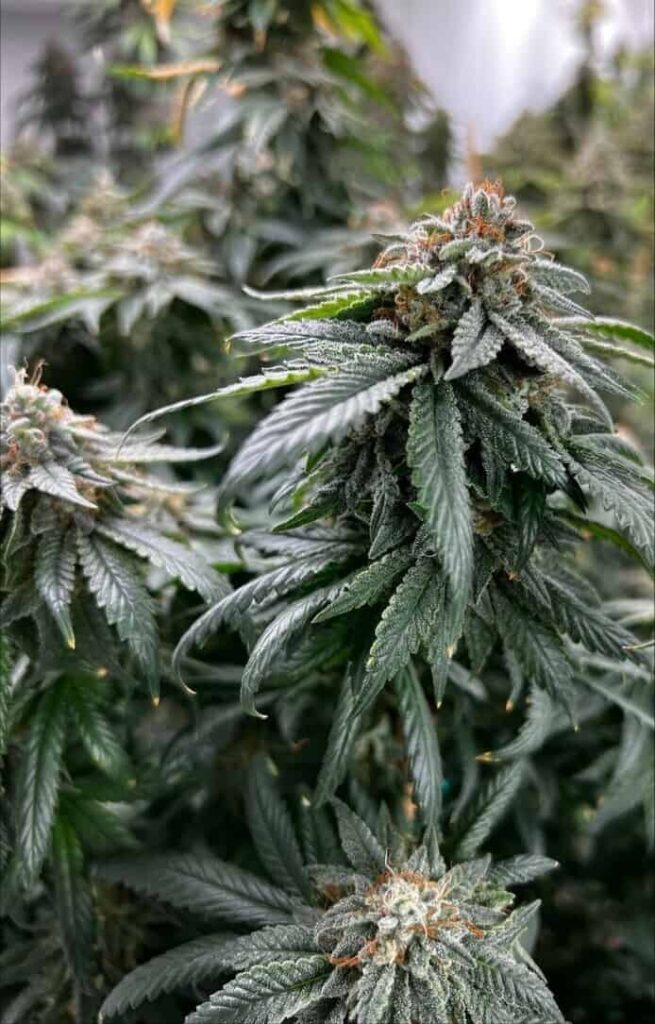 MOSCA SEEDS - PLANET POOP STRAIN - FEM PHOTO - 6 PACK