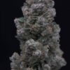 MUTANT GENETICS - SUPREME RUNTZ STRAIN - AUTO FEM - Image 2