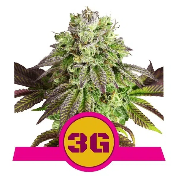 ROYAL QUEEN SEEDS - TRIPLE G STRAIN - FEM PHOTO
