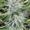 [discounted] ORGANICX GENETICS - FLINTSTONE FRUIT CHEWS STRAIN - AUTO FEM - 3 PACK - Image 2