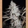 MEPHISTO GENETICS - TOP 2 BEST SELLERS BUNDLE (DG/SS) - AUTO FEM - Image 3