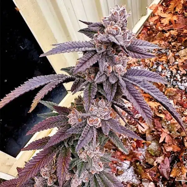 Yikes | Exotic Genetix | FEM Photoperiod Seeds