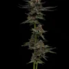 9f8225 Mv2